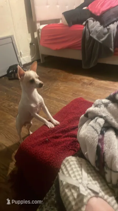 Little Buddy – Chihuahua puppy for sale in Connellsville, PA