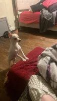 Little Buddy, a male Chihuahua for sale in Connellsville, PA – 1 of 7