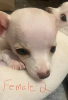 Female #2, a female Chihuahua for sale in Connellsville, PA – 1 of 5