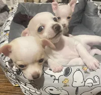 Female #2, a female Chihuahua for sale in Connellsville, PA – 5 of 5