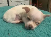 Male, a male Chihuahua for sale in Connellsville, PA – 2 of 3