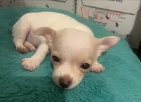 Male, a male Chihuahua for sale in Connellsville, PA – 3 of 3