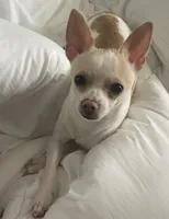 Buddy, a male Chihuahua for sale in Connellsville, PA – 5 of 5