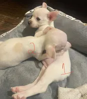 Female #1, a female Chihuahua for sale in Connellsville, PA – 5 of 5