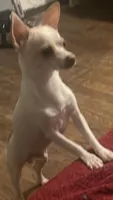 Buddy, a male Chihuahua for sale in Connellsville, PA – 2 of 5