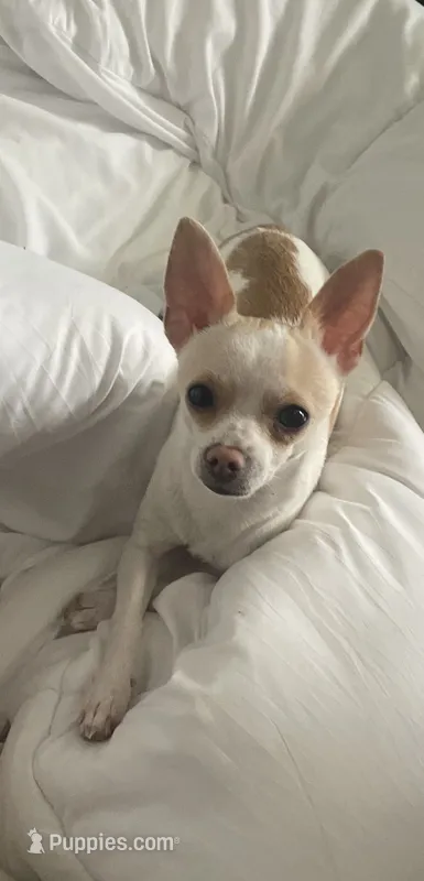 Little Buddy – Chihuahua puppy for sale in Connellsville, PA