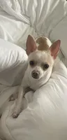 Little Buddy, a male Chihuahua for sale in Connellsville, PA – 2 of 7