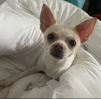 Buddy, a male Chihuahua for sale in Connellsville, PA – 3 of 5