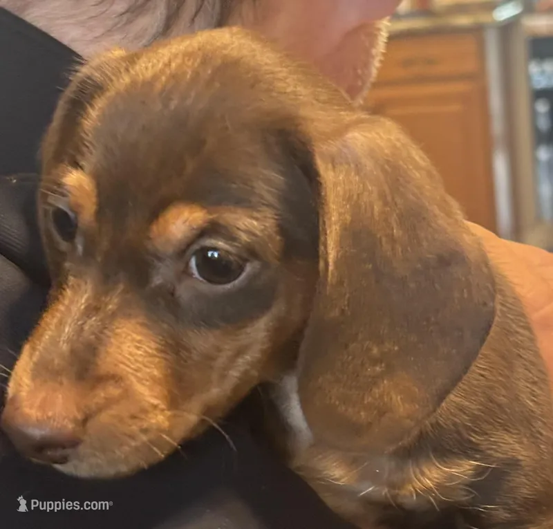 AKC Theodore – Miniature Dachshund puppy on hold in Colorado Springs, CO