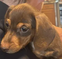 AKC Theodore, a male Miniature Dachshund for sale in Colorado Springs, CO – Photo 1 of 10