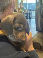 AKC Theodore, a male Miniature Dachshund for sale in Colorado Springs, CO – Photo 2 of 10