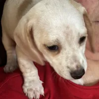 AKC Snowflake, a female Miniature Dachshund for sale in Colorado Springs, CO – Photo 2 of 4