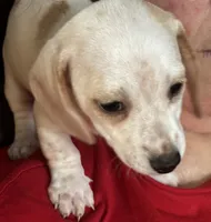 AKC Snowflake, a female Miniature Dachshund for sale in Colorado Springs, CO – Photo 2 of 4