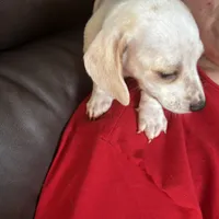 AKC Snowflake, a female Miniature Dachshund for sale in Colorado Springs, CO – Photo 3 of 4