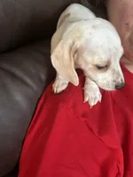 AKC Snowflake, a female Miniature Dachshund for sale in Colorado Springs, CO – Photo 3 of 4