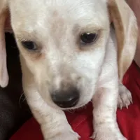 AKC Snowflake, a female Miniature Dachshund for sale in Colorado Springs, CO – Photo 4 of 4