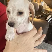 AKC Snowflake, a female Miniature Dachshund for sale in Colorado Springs, CO – Photo 1 of 4