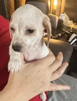 AKC Snowflake, a female Miniature Dachshund for sale in Colorado Springs, CO – Photo 1 of 4