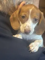 AKC Simon, a male Miniature Dachshund for sale in Colorado Springs, CO – Photo 2 of 6