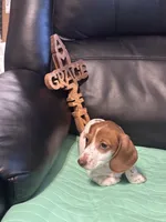 AKC Simon, a male Miniature Dachshund for sale in Colorado Springs, CO – Photo 3 of 6