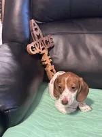 AKC Simon, a male Miniature Dachshund for sale in Colorado Springs, CO – Photo 4 of 6