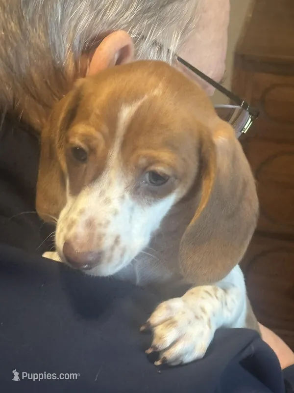 AKC Simon – Miniature Dachshund puppy for sale in Colorado Springs, CO