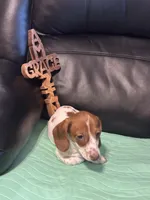 AKC Simon, a male Miniature Dachshund for sale in Colorado Springs, CO – Photo 5 of 6