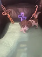 AKC Simon, a male Miniature Dachshund for sale in Colorado Springs, CO – Photo 6 of 6