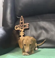 AKC Goldie, a female Miniature Dachshund for sale in Colorado Springs, CO – Photo 5 of 6