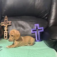 AKC Goldie, a female Miniature Dachshund for sale in Colorado Springs, CO – Photo 3 of 6