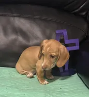 AKC Goldie, a female Miniature Dachshund for sale in Colorado Springs, CO – Photo 6 of 6