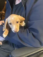 AKC Goldie, a female Miniature Dachshund for sale in Colorado Springs, CO – Photo 4 of 6