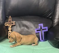 AKC Goldie, a female Miniature Dachshund for sale in Colorado Springs, CO – Photo 2 of 6