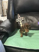 AKC Theodore, a male Miniature Dachshund for sale in Colorado Springs, CO – Photo 3 of 10