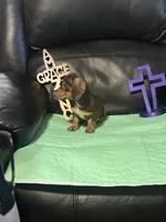 AKC Theodore, a male Miniature Dachshund for sale in Colorado Springs, CO – Photo 6 of 10