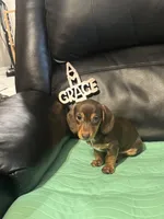 AKC Theodore, a male Miniature Dachshund for sale in Colorado Springs, CO – Photo 7 of 10