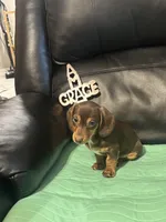 AKC Theodore, a male Miniature Dachshund for sale in Colorado Springs, CO – Photo 8 of 10