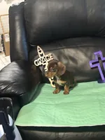 AKC Theodore, a male Miniature Dachshund for sale in Colorado Springs, CO – Photo 4 of 10