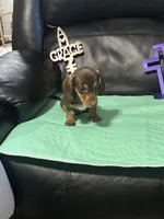 AKC Theodore, a male Miniature Dachshund for sale in Colorado Springs, CO – Photo 5 of 10