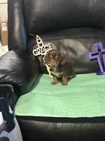 AKC Theodore, a male Miniature Dachshund for sale in Colorado Springs, CO – Photo 10 of 10