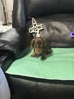 AKC Theodore, a male Miniature Dachshund for sale in Colorado Springs, CO – Photo 9 of 10