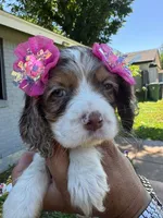 Penny, a female Cocker Spaniel for sale in Arlington, TX – 2 of 3