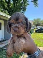 Milo, a male Cocker Spaniel for sale in Arlington, TX – 2 of 2