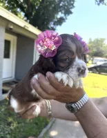 Chloe, a female Cocker Spaniel for sale in Arlington, TX – 3 of 3