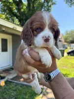 Bruno, a male Cocker Spaniel for sale in Arlington, TX – 1 of 3