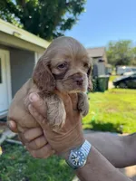 Rocky, a male Cocker Spaniel for sale in Arlington, TX – 2 of 2