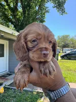 Simba, a male Cocker Spaniel for sale in Arlington, TX – 2 of 2
