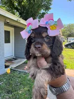 Nala, a female Cocker Spaniel for sale in Arlington, TX – 2 of 2