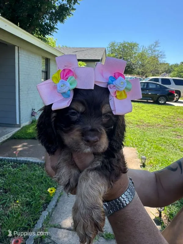 Nala – Cocker Spaniel puppy for sale in Arlington, TX