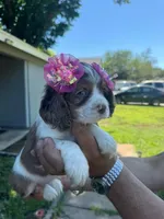 Penny, a female Cocker Spaniel for sale in Arlington, TX – 1 of 3